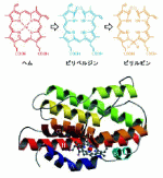 ヘム分解過程とヘム分解酵素の立体構造