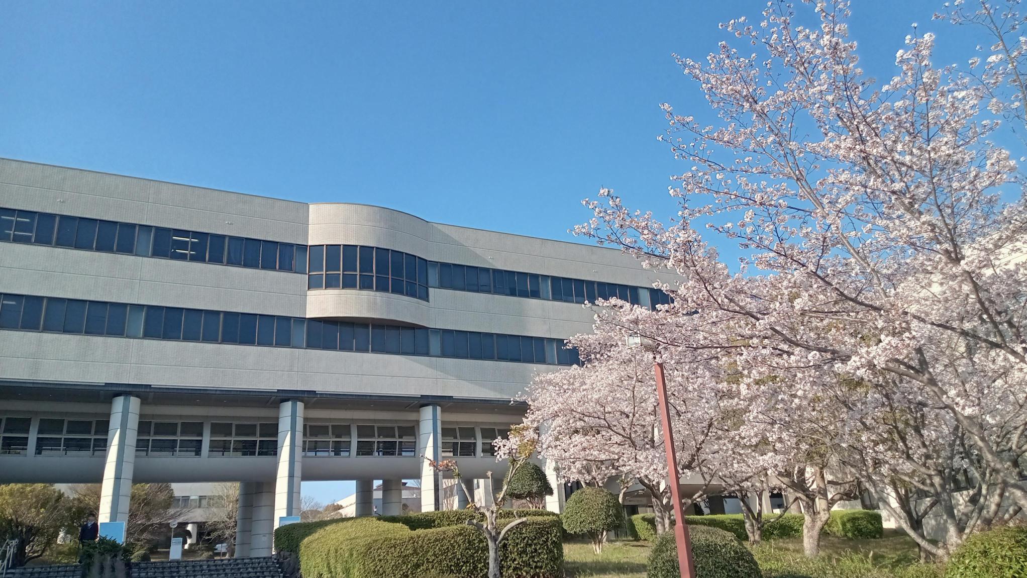 春の桜